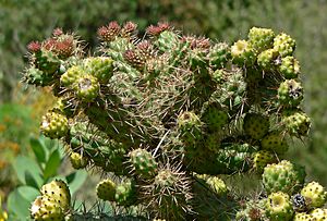 Archivo:Cylindropuntia prolifera 2