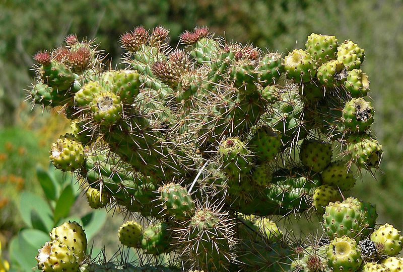 Cylindropuntia prolifera 2