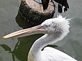 Dalmatian Pelican jbp