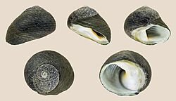 Diloma zelandicum 01.jpg