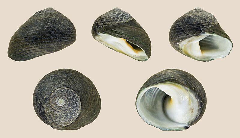 Diloma zelandicum 01