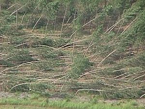 Archivo:Downburst damage