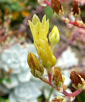 Archivo:Dudleya farinosa 3