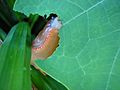 Eating slug