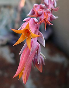 Archivo:Echeveria runyonii 2