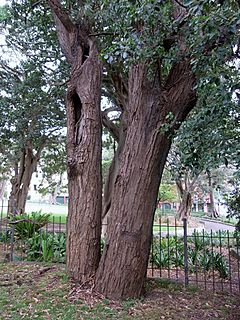 Archivo:Eucalyptus paniculata Glebe