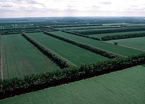 Archivo:FieldWindbreaks