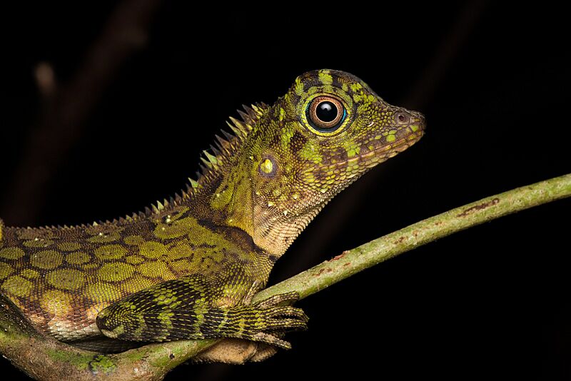 Gonocephalus bornensis 30017717