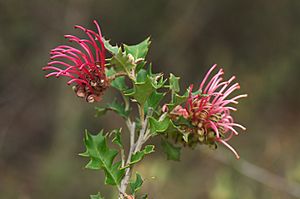 Archivo:Grevillea aquifolium 2