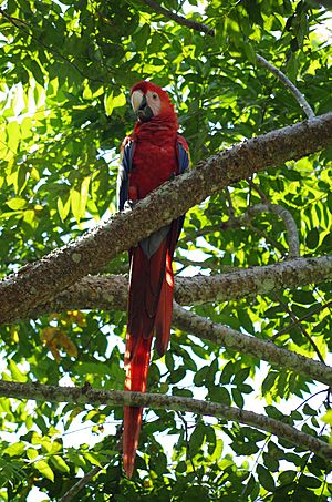 Archivo:Guacamaya roja en la Selva Lacandona