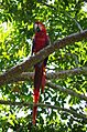 Guacamaya roja en la Selva Lacandona