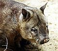 Haarnasenwombat (Lasiorhinus krefftii)