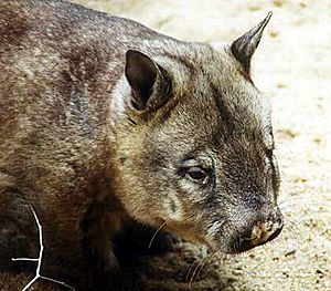 Archivo:Haarnasenwombat (Lasiorhinus krefftii)