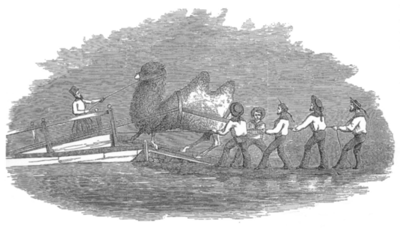Heap - Embarkation of Camels
