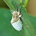 Icerya purchasi feeding on Citrus