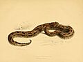 Illustrations of the zoology of South Africa (6263863570)