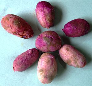 Archivo:Java plum (Syzygium cumini) seeds