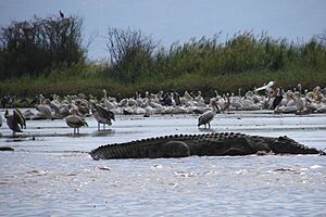 Archivo:LakeChamoCrocodile