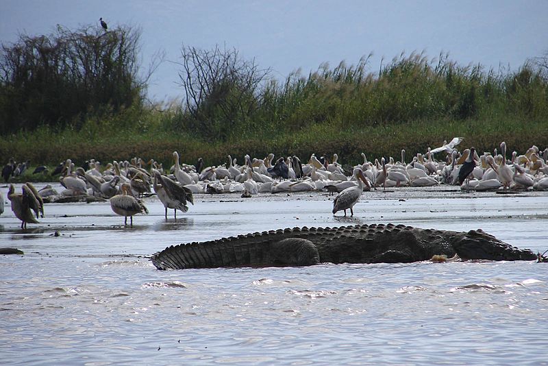 LakeChamoCrocodile