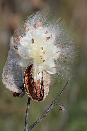 Archivo:Milkweed-in-seed2
