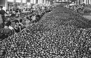 Archivo:Muntó de tomaques a la Cooperativa d'Alginet, País Valencià, 1963
