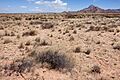 North side of NM Hwy. 80 on the west side of the Peloncillo Mountains - Flickr - aspidoscelis (4)