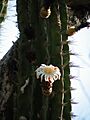 Pachycereus pecten-aboriginum (1)