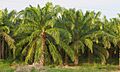 PalenquePalms2020