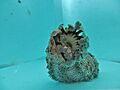 Pearsonothuria graeffei bouche