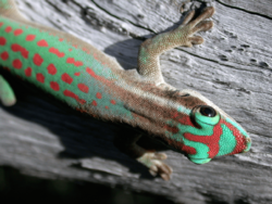 Archivo:Phelsuma ornata - journal.pbio.1001382