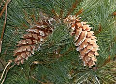 Archivo:Pinus ayacahuite cones 2