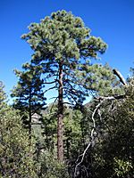 Pinus engelmannii Chiricahua.jpg