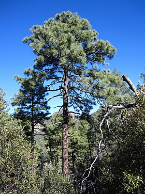 Archivo:Pinus engelmannii Chiricahua