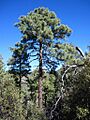 Pinus engelmannii Chiricahua