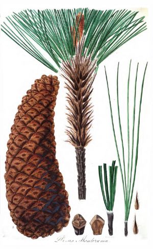 Archivo:Pinus montesumae tab22 2