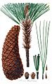 Pinus montesumae tab22 2