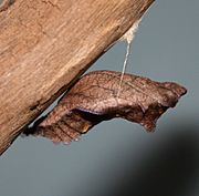 Pipevine Swallowtail chrysalis, Megan McCarty53