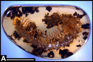 Archivo:Plos One e105877 Figure 4-A Anbarrhacus adamantis