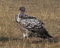 Rüppell's Vulture (Gyps rueppelli) (21160089681)