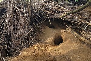 Archivo:Rabbit den hole in Parco Alto Milanese - Busto Arsizio, Lombardy, Italy - 2021-04-05
