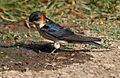 Red-rumped Swallow (Hirundo daurica) collecting mud for nest W IMG 7962