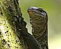 Resident lizard up the tree - Flickr - Lip Kee