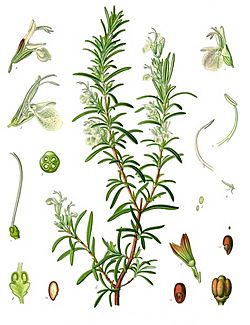 Rosmarinus officinalis - Köhler–s Medizinal-Pflanzen-258.jpg