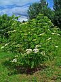 Sambucus canadensis 001