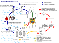 Archivo:Schistosoma (ciclo vital)
