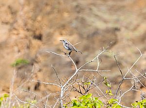 Archivo:Sinsonte de San Cristóbal (Mimus melanotis), Punta Pitt, isla de San Cristóbal, islas Galápagos, Ecuador, 2015-07-24, DD 70