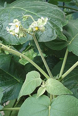 Solanum abutiloides - Blossoms and leaves.JPG