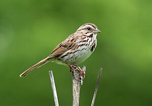 Archivo:Song sparrow in Prospect Park (93031)