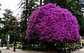 Talca, rosado (41420045554)