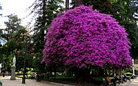 Archivo:Talca, rosado (41420045554)